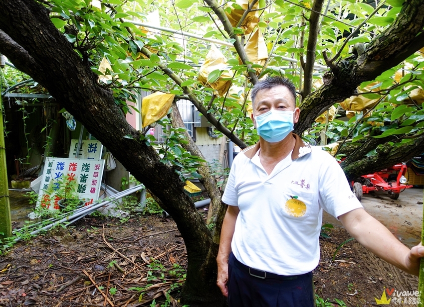 苗栗大湖｜『大湖尊梨季』大湖不只有草莓~還有果脆汁多的好吃尊梨~值得推薦! - 瑋瑋＊美食萬歲