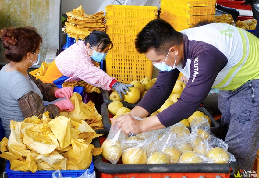 苗栗大湖｜『大湖尊梨季』大湖不只有草莓~還有果脆汁多的好吃尊梨~值得推薦! - 瑋瑋＊美食萬歲