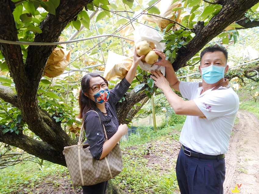 苗栗大湖｜『大湖尊梨季』大湖不只有草莓~還有果脆汁多的好吃尊梨~值得推薦! - 瑋瑋＊美食萬歲