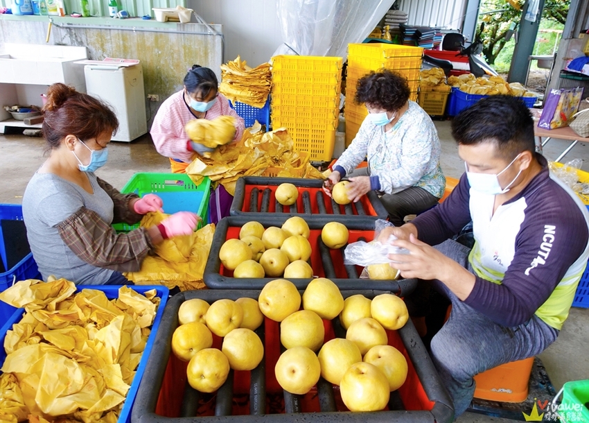 苗栗大湖｜『大湖尊梨季』大湖不只有草莓~還有果脆汁多的好吃尊梨~值得推薦! - 瑋瑋＊美食萬歲