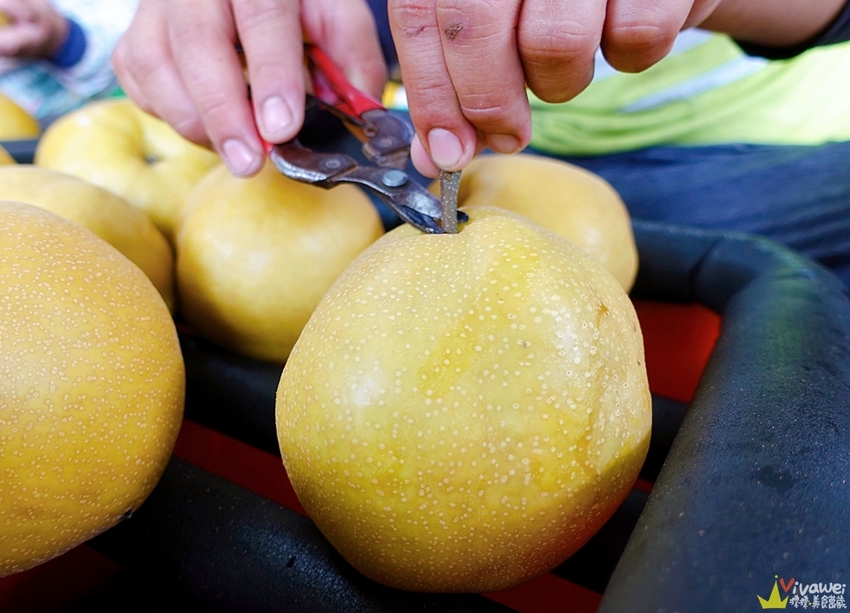 苗栗大湖｜『大湖尊梨季』大湖不只有草莓~還有果脆汁多的好吃尊梨~值得推薦! - 瑋瑋＊美食萬歲