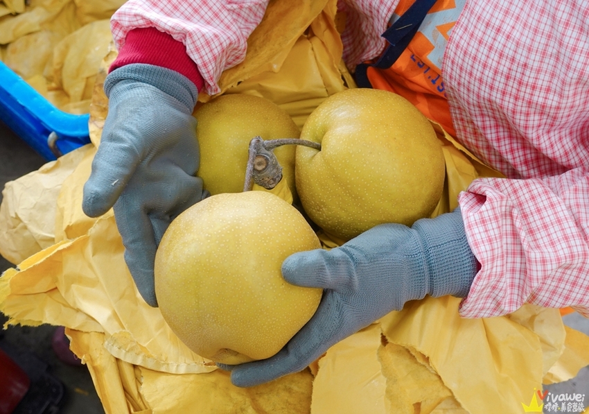 苗栗大湖｜『大湖尊梨季』大湖不只有草莓~還有果脆汁多的好吃尊梨~值得推薦! - 瑋瑋＊美食萬歲