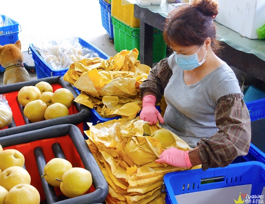 苗栗大湖｜『大湖尊梨季』大湖不只有草莓~還有果脆汁多的好吃尊梨~值得推薦! - 瑋瑋＊美食萬歲