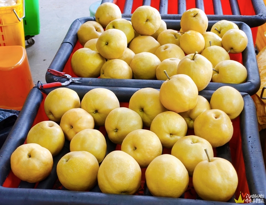 苗栗大湖｜『大湖尊梨季』大湖不只有草莓~還有果脆汁多的好吃尊梨~值得推薦! - 瑋瑋＊美食萬歲