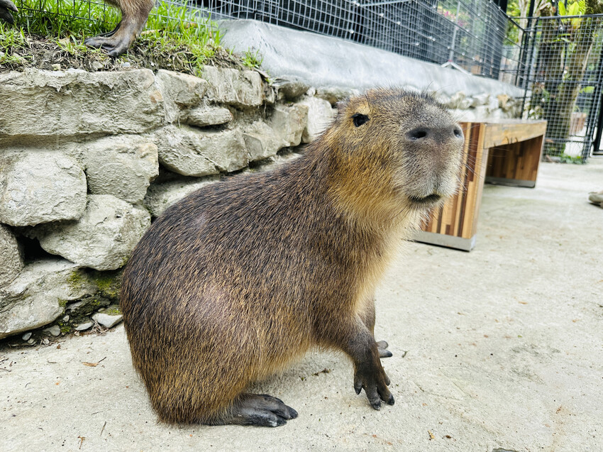 【鳳梨屋水上莊園】宜蘭員山超人氣親子景點!一泊三食住進落羽松 【鳳梨屋水上莊園】宜蘭員山超人氣親子景點!一泊三食住進落羽松