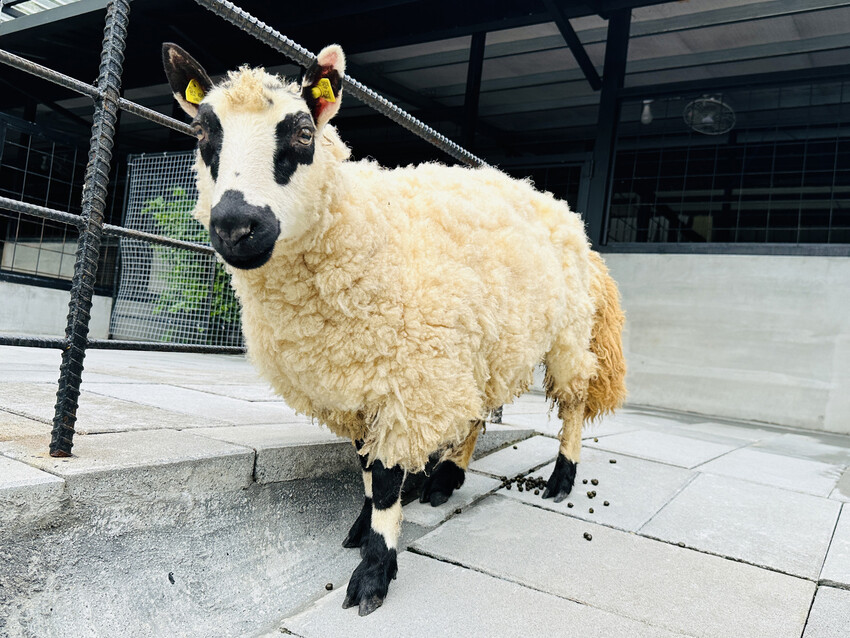【鳳梨屋水上莊園】宜蘭員山超人氣親子景點!一泊三食住進落羽松 【鳳梨屋水上莊園】宜蘭員山超人氣親子景點!一泊三食住進落羽松