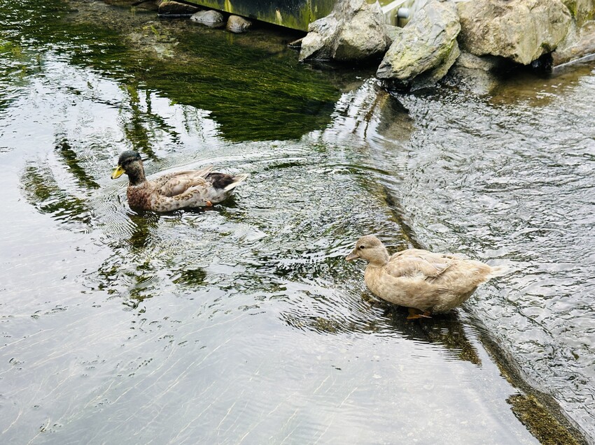 【鳳梨屋水上莊園】宜蘭員山超人氣親子景點!一泊三食住進落羽松 【鳳梨屋水上莊園】宜蘭員山超人氣親子景點!一泊三食住進落羽松