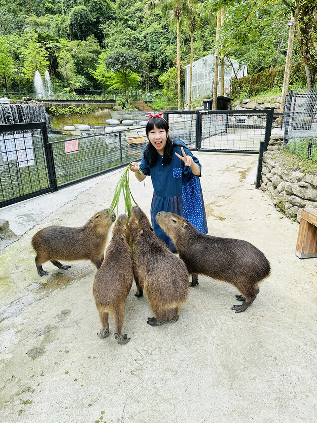 【鳳梨屋水上莊園】宜蘭員山超人氣親子景點!一泊三食住進落羽松 【鳳梨屋水上莊園】宜蘭員山超人氣親子景點!一泊三食住進落羽松