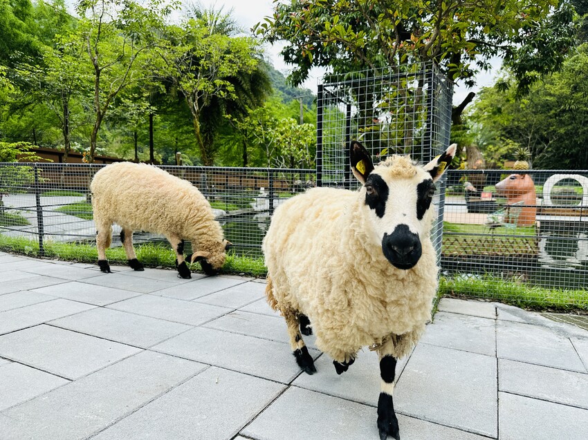 【鳳梨屋水上莊園】宜蘭員山超人氣親子景點!一泊三食住進落羽松 【鳳梨屋水上莊園】宜蘭員山超人氣親子景點!一泊三食住進落羽松