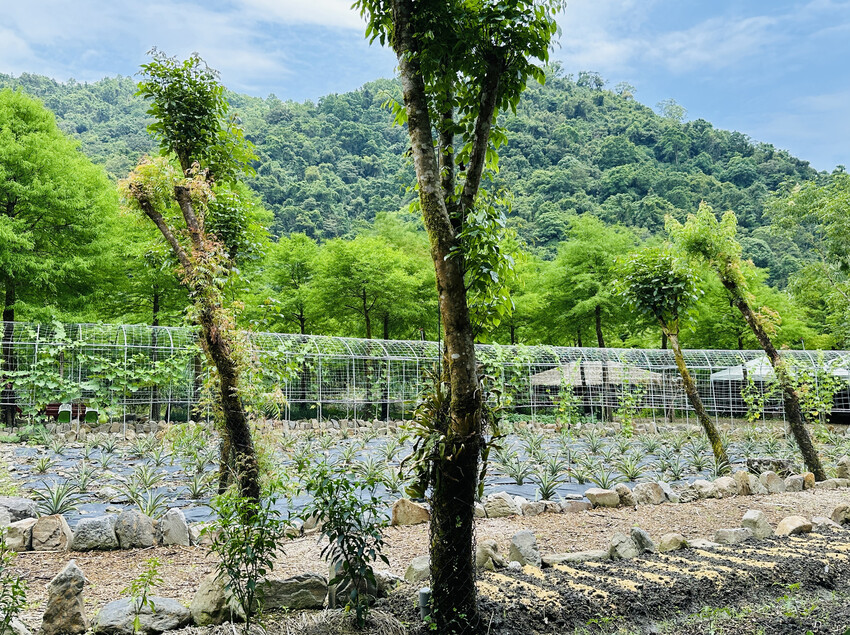 【鳳梨屋水上莊園】宜蘭員山超人氣親子景點!一泊三食住進落羽松 【鳳梨屋水上莊園】宜蘭員山超人氣親子景點!一泊三食住進落羽松