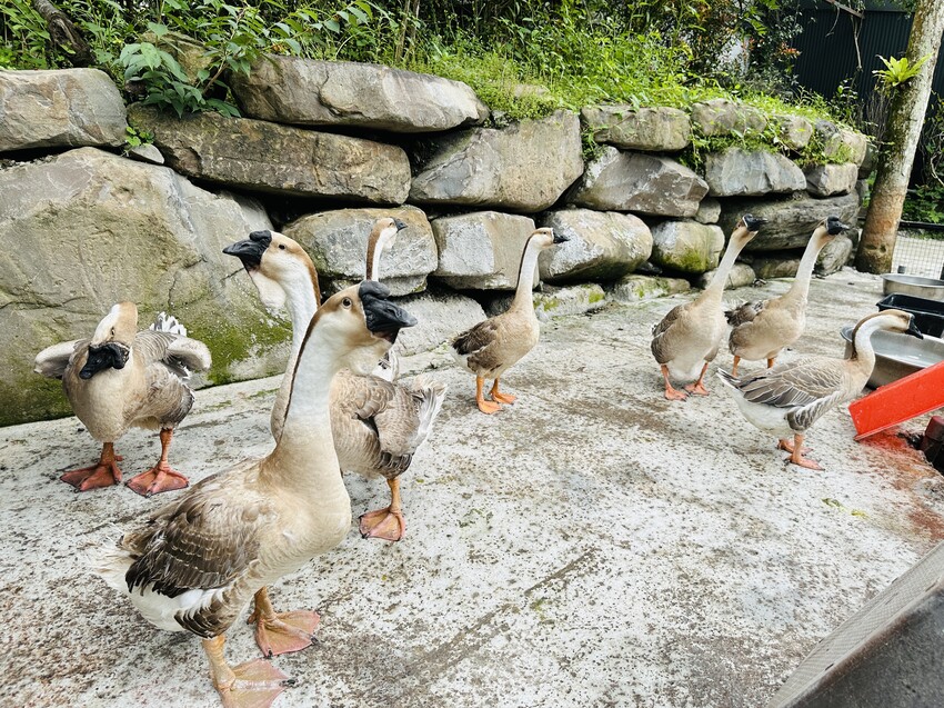 【鳳梨屋水上莊園】宜蘭員山超人氣親子景點!一泊三食住進落羽松 【鳳梨屋水上莊園】宜蘭員山超人氣親子景點!一泊三食住進落羽松