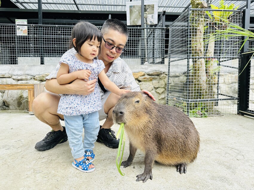 【鳳梨屋水上莊園】宜蘭員山超人氣親子景點!一泊三食住進落羽松 【鳳梨屋水上莊園】宜蘭員山超人氣親子景點!一泊三食住進落羽松