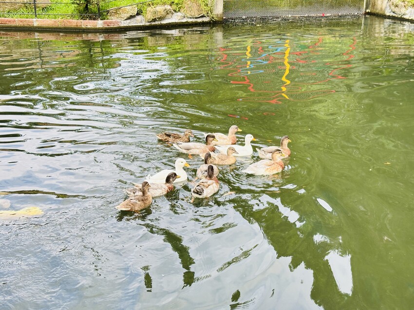 【鳳梨屋水上莊園】宜蘭員山超人氣親子景點!一泊三食住進落羽松 【鳳梨屋水上莊園】宜蘭員山超人氣親子景點!一泊三食住進落羽松