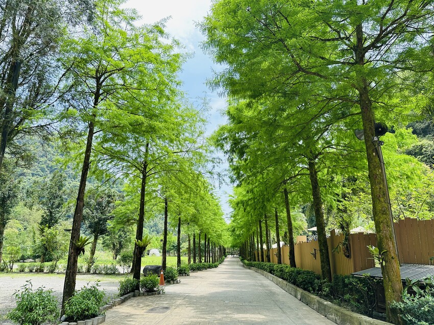 【鳳梨屋水上莊園】宜蘭員山超人氣親子景點!一泊三食住進落羽松 【鳳梨屋水上莊園】宜蘭員山超人氣親子景點!一泊三食住進落羽松