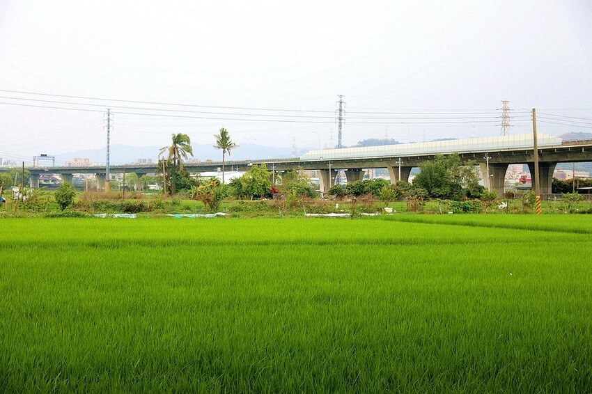 田野裡的老宅秘境餐廳!一望無際翠綠稻田 異國咖哩料理&百多款啤酒|熊轉家田咖喱(台中霧峰景觀餐廳)