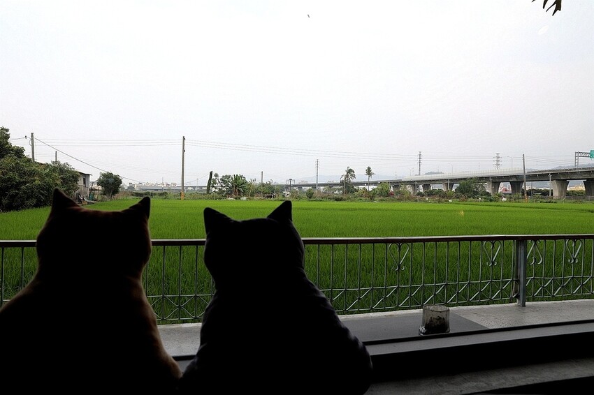 田野裡的老宅秘境餐廳!一望無際翠綠稻田 異國咖哩料理&百多款啤酒|熊轉家田咖喱(台中霧峰景觀餐廳)