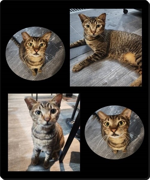 【桃園中壢】小巷子清燉牛肉麵(中壢店)☆巷弄美食x招牌牛肉拉