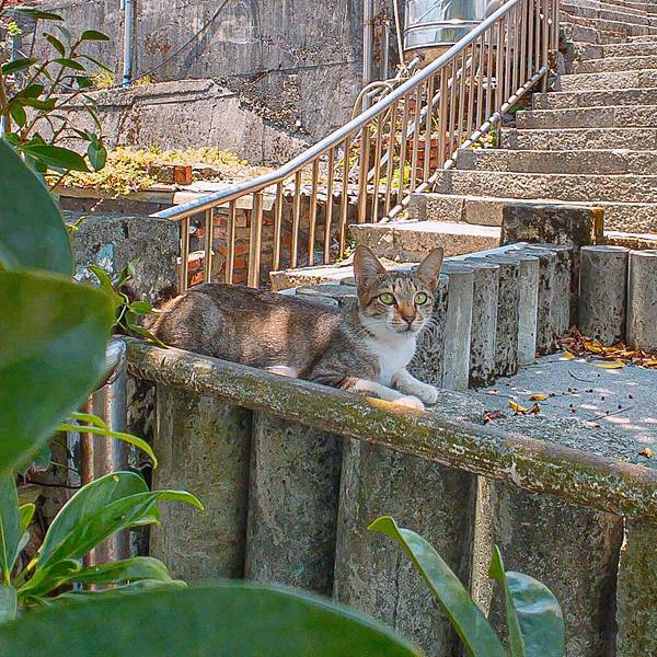 新北 瑞芳區 玫瑰山城 RoseVilla 38.jpeg