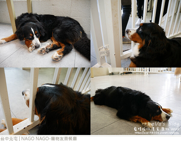 NAGO NAGO寵物友善餐廳-43.jpg