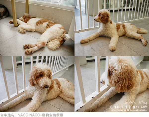 NAGO NAGO寵物友善餐廳-37.jpg