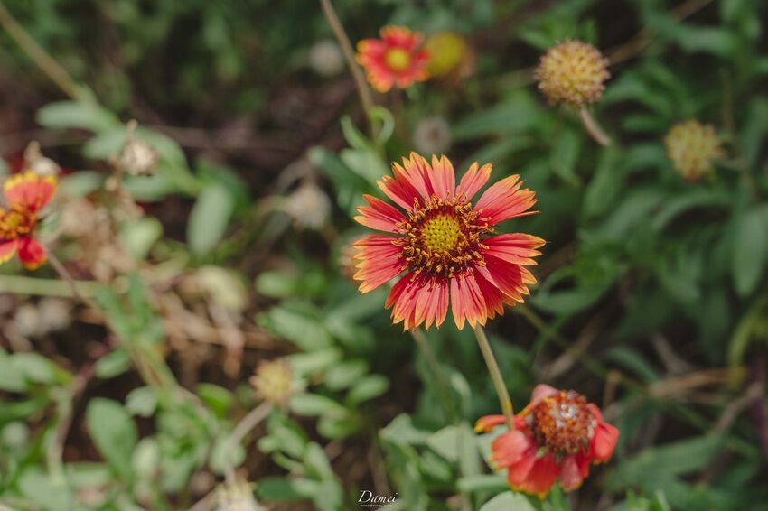 島內慢旅提案｜澎湖湖西-充滿在地特色的南寮社區，浮球拍照秘境是最貼近澎湖生活的一處｜交通、景點、住宿 - 大妹吃太飽
