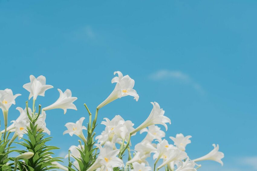 島內慢旅提案｜澎湖湖西-充滿在地特色的南寮社區，浮球拍照秘境是最貼近澎湖生活的一處｜交通、景點、住宿 - 大妹吃太飽