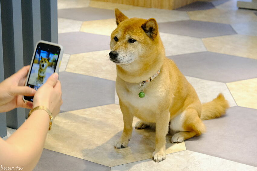 全新自助吧繽紛亮相！養鍋涮涮鍋，好湯配鮮美海鮮，霜淇淋、冰淇淋吃到嗨，好養券加肉吃飽飽！