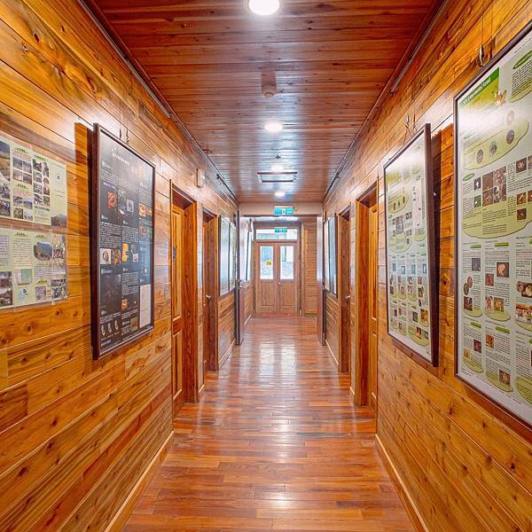 南投縣 信義鄉 蟬說:和社山林 12.jpeg