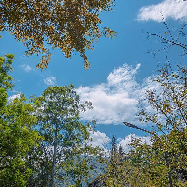 南投縣 信義鄉 蟬說:和社山林 07.jpeg