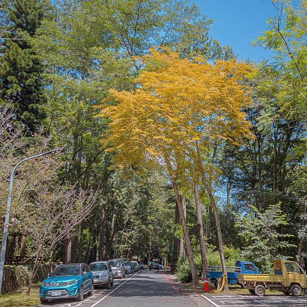 南投縣 信義鄉 蟬說:和社山林 37.jpeg