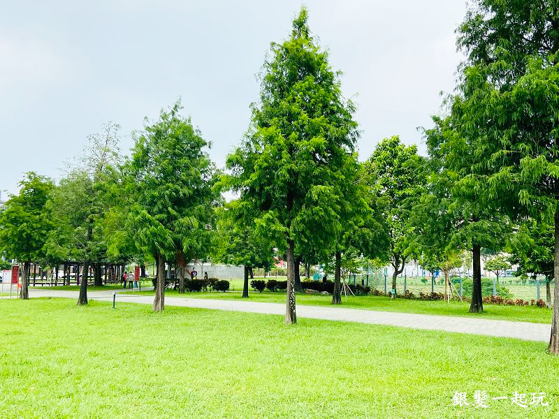 北屯南興公園:台中必來百年芒果樹形似「米奇樹」人氣翻天,綠地、落羽松四季美景一網打盡!