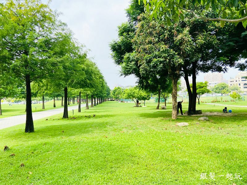 北屯南興公園:台中必來百年芒果樹形似「米奇樹」人氣翻天,綠地、落羽松四季美景一網打盡!