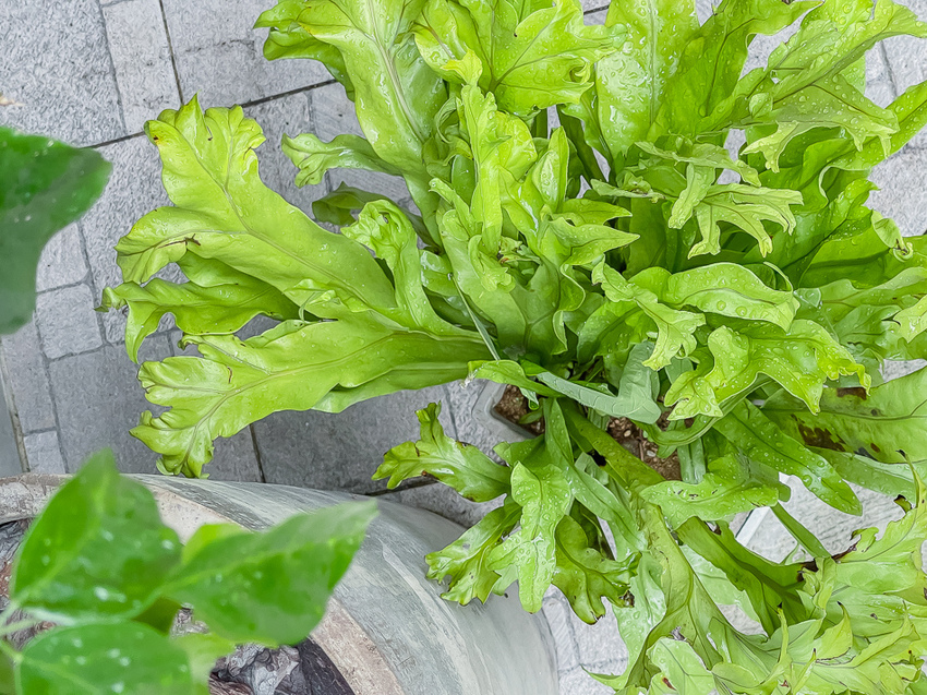 二木咖啡外觀 二木咖啡外觀