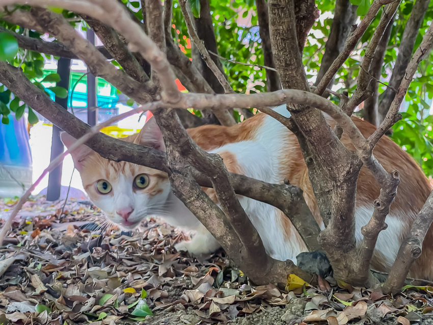 台南美食 - 島鹿喫茶