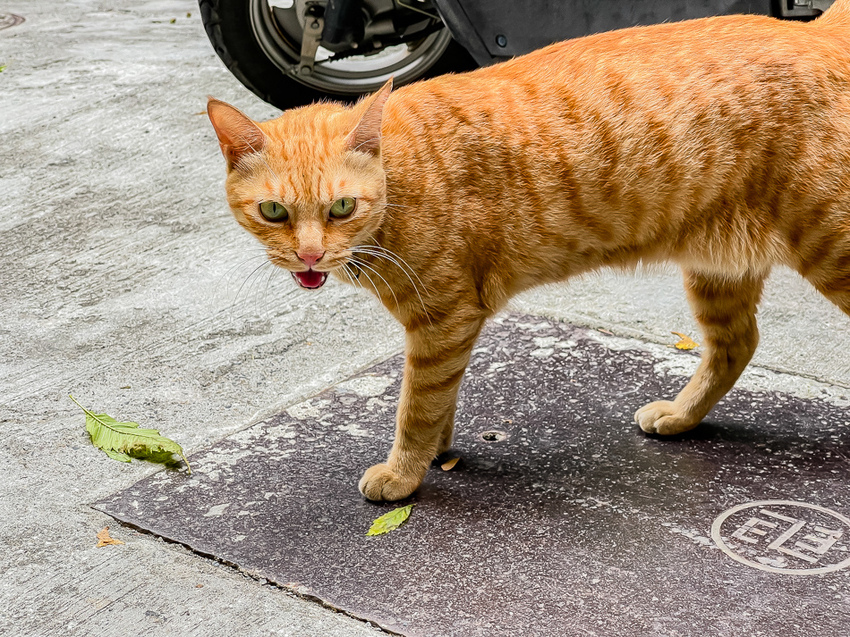 台南美食 - 島鹿喫茶
