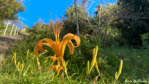 0910 五東山金針10.jpg