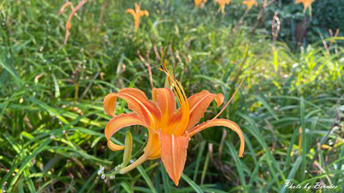 0910 五東山金針12.jpg