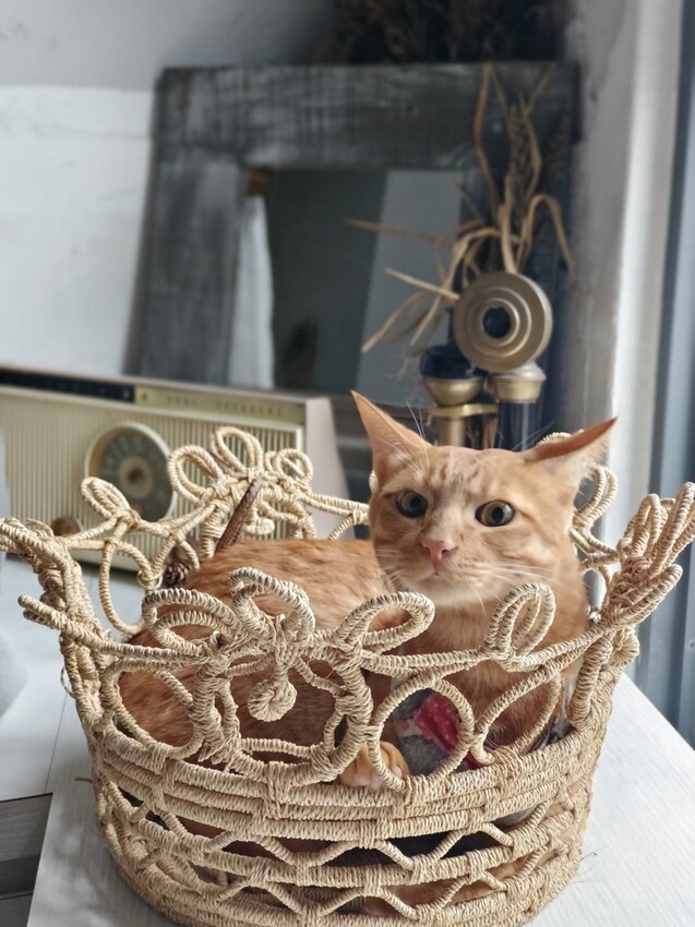 360154.jpg - 【基隆】安樓咖啡。每層樓不同主題裝潢。超好拍推薦。寵物友善咖啡廳咖啡好喝甜點好吃