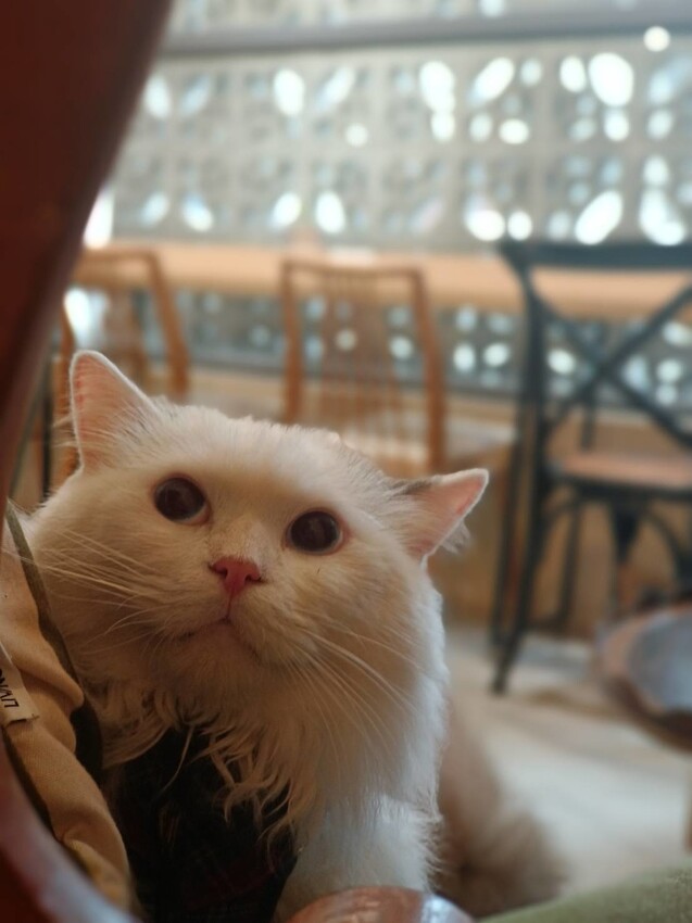 360163.jpg - 【基隆】安樓咖啡。每層樓不同主題裝潢。超好拍推薦。寵物友善咖啡廳咖啡好喝甜點好吃