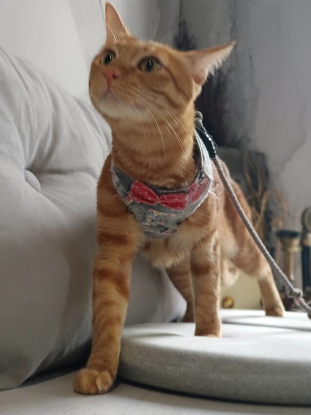 360153.jpg - 【基隆】安樓咖啡。每層樓不同主題裝潢。超好拍推薦。寵物友善咖啡廳咖啡好喝甜點好吃