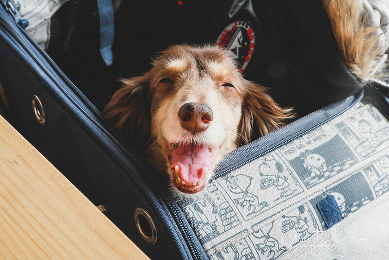 1J6A3065拷貝-2 拷貝