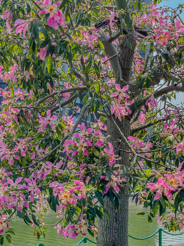 樂邦迷 越式圓法&潛艇堡專賣