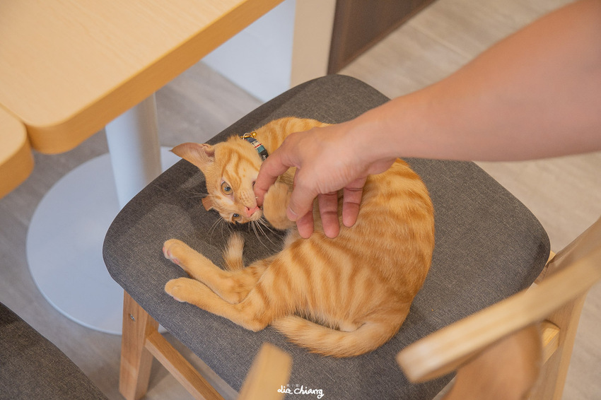 台中太平區咖啡廳-輕鬆舒適採光超棒寵物友善餐廳,土守咖啡TwoSouls Café 台中太平區咖啡廳-輕鬆舒適採光超棒寵物友善餐廳,土守咖啡TwoSouls Café