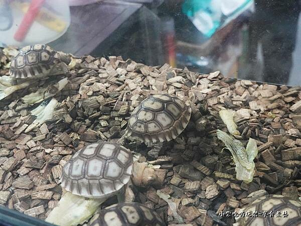 烤鮮蚵-龜龜燒烤 (5).jpg