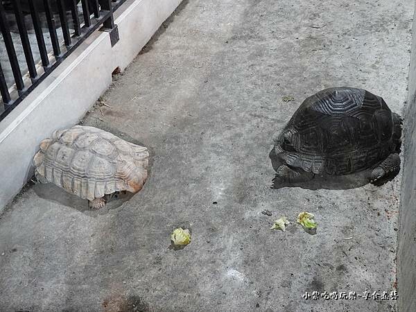 陸龜-龜龜燒烤1.jpg