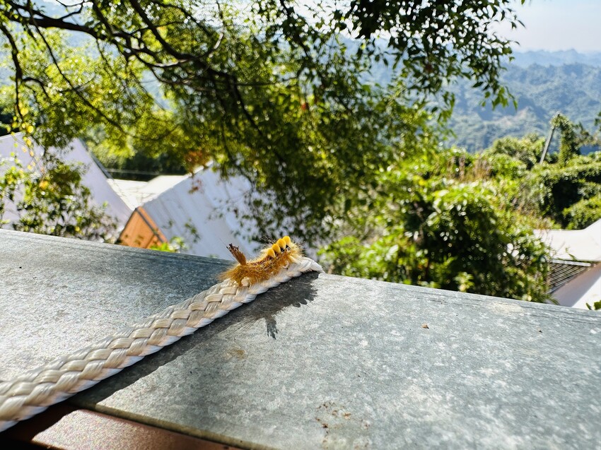 【蟬說：山中靜靜】台中酒桶山豪華秋冬露營，桂花弄帳篷區絕美景