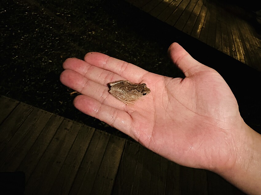 【蟬說：山中靜靜】台中酒桶山豪華秋冬露營，桂花弄帳篷區絕美景
