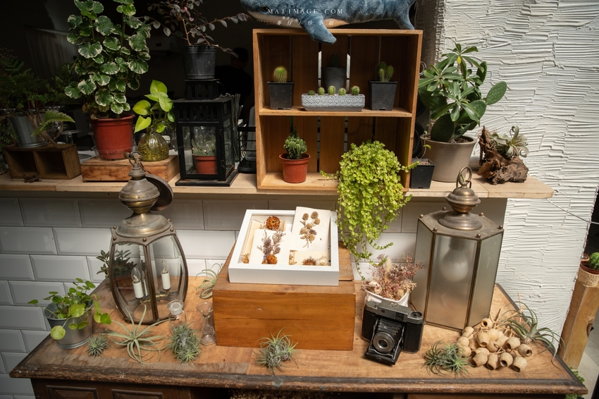 森林系咖啡又一間值得收藏，來這用餐記憶卡要夠，室內室外都超好拍！