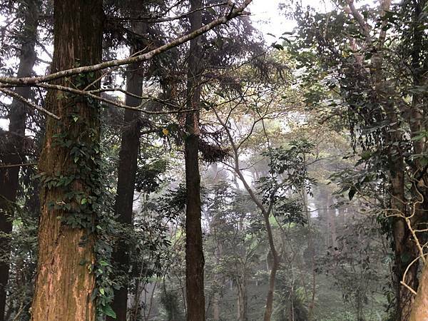 （南投小木屋）蟬說：鳳凰亭序～一泊二食霧屋餐廳美食吃到飽！鳳凰谷鳥園住宿推薦！週休二日來去山上住一晚