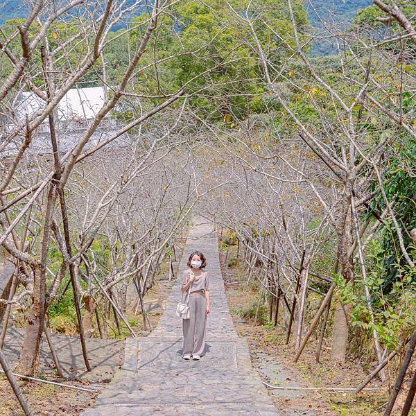 南投縣 鹿谷鄉 蟬說:鳳凰亭序 41.jpeg 南投縣 鹿谷鄉 蟬說:鳳凰亭序 41.jpeg